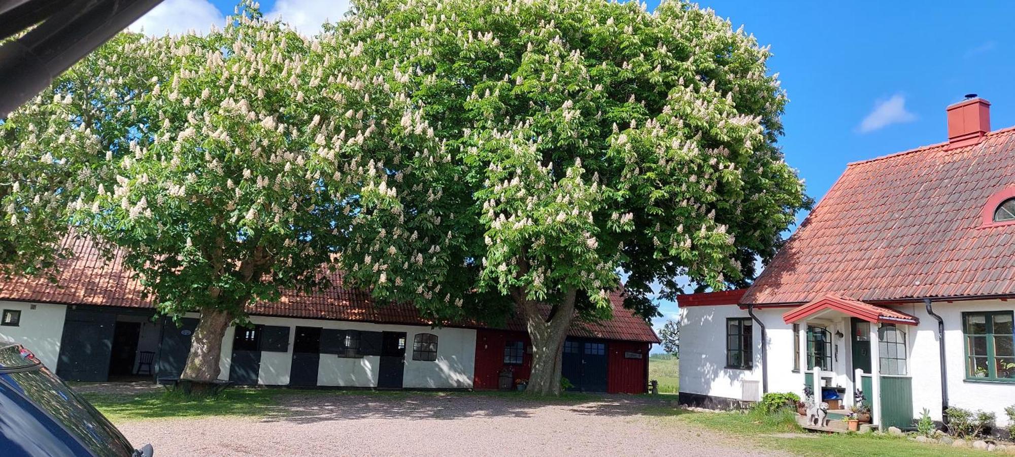 Lantligt Och Lugnt Boende Naera Natur Och Stad Svedala Εξωτερικό φωτογραφία