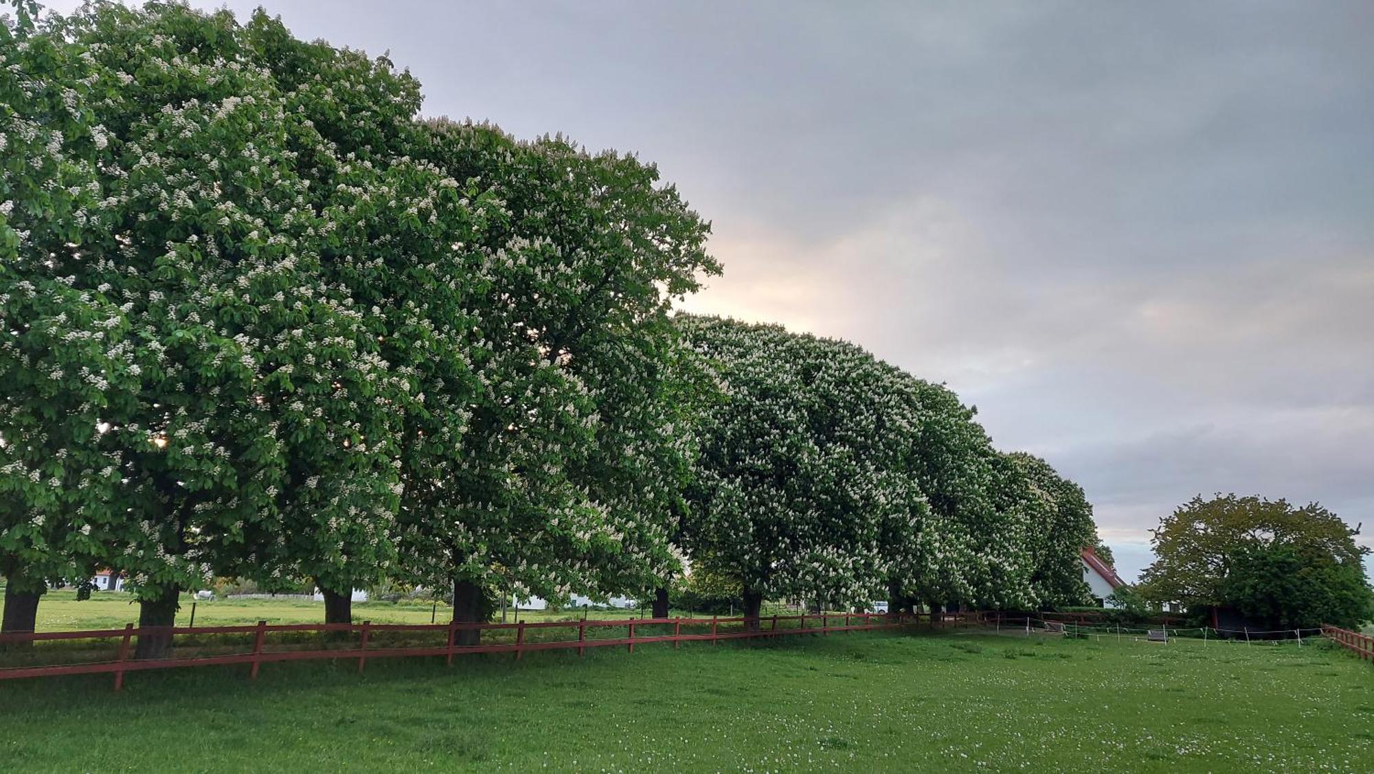 Lantligt Och Lugnt Boende Naera Natur Och Stad Svedala Εξωτερικό φωτογραφία